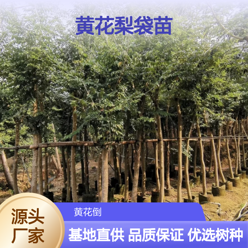 降香黄檀黄花梨袋苗 种植园直供 色泽柔和 加工性好