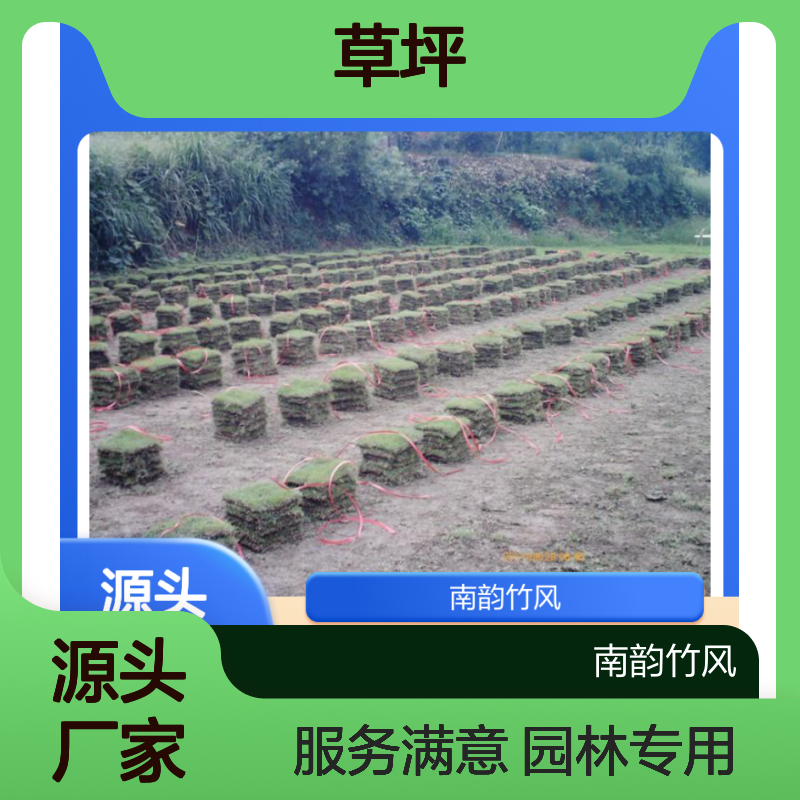 西丽大叶油草 施工草坪批发 园林专用 服务满意