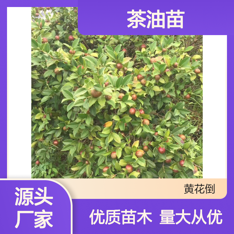 高产嫁接茶油苗 批发果大皮薄油茶 品种优良 抗旱耐寒