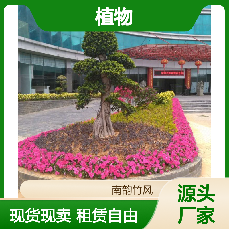 绿植租赁 深 圳植物租摆 花卉盆栽零售实体花店 现货现卖