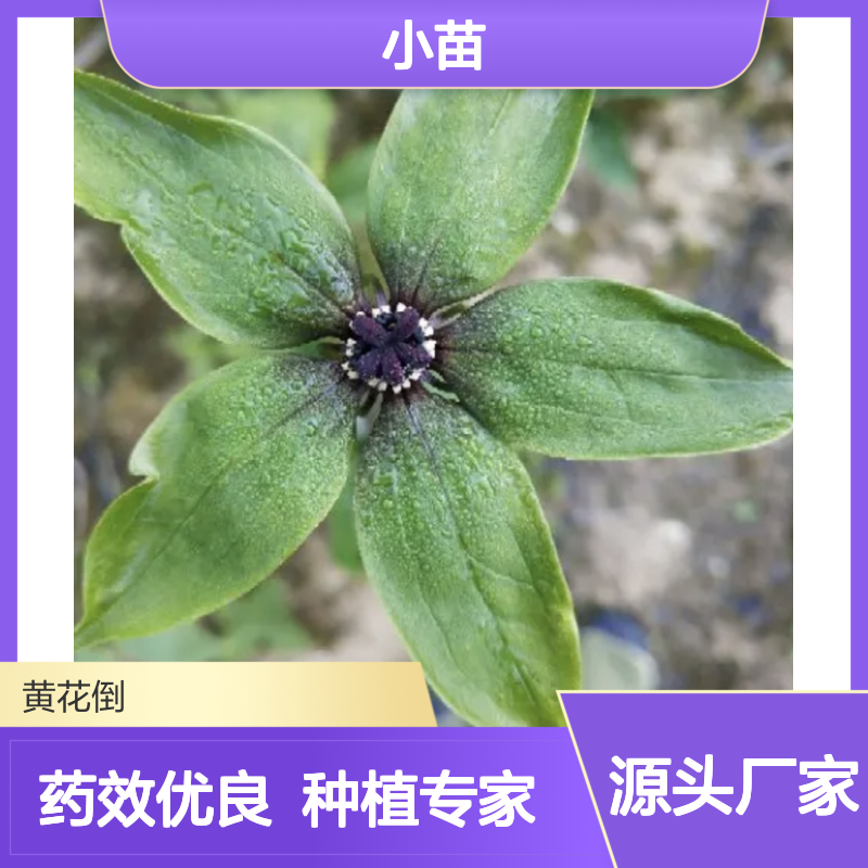 滇重楼小苗 园林植物常绿灌木 品质优良 生长迅速