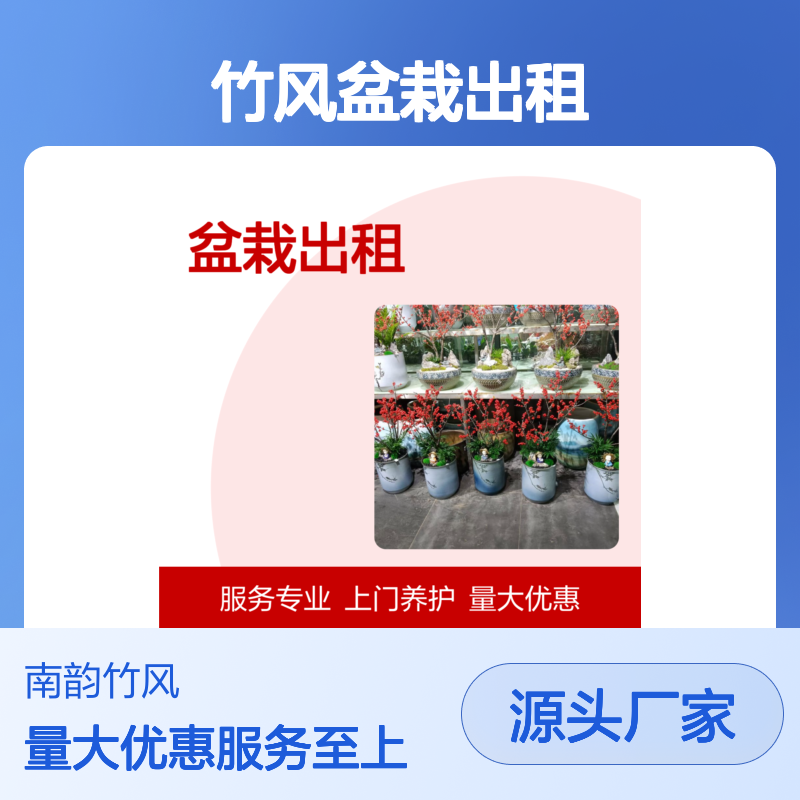 南韵竹风盆栽出租 服务专业成活率高 品质如一