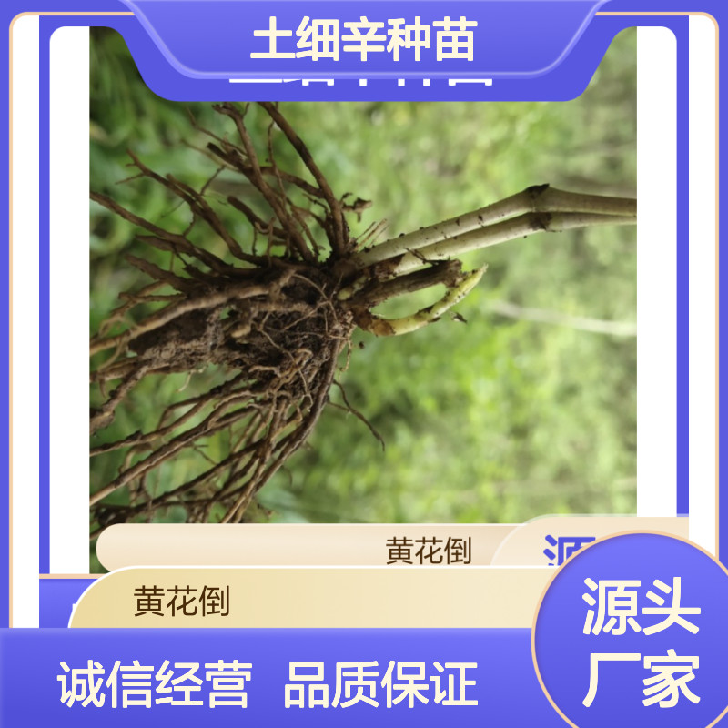 土细辛种苗 多年生根系强健 种植简单 成活率高