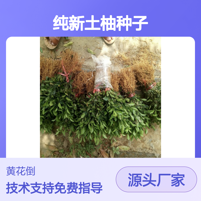 当年纯新土柚种子 苗木合作社自营免费技术指导