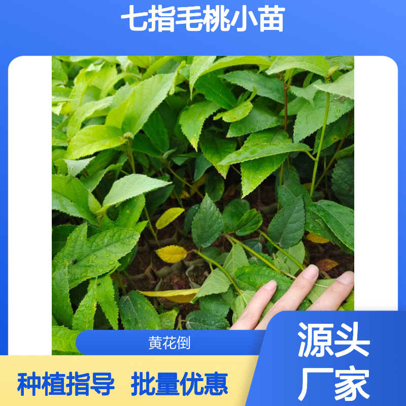 七指毛桃小苗 种植基地 批发优选 精心培育 生长迅速