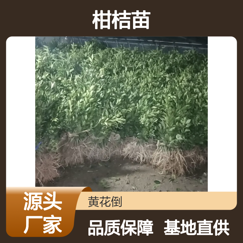 爱媛柑桔苗 种植主产区直供 树势旺盛 果香浓郁