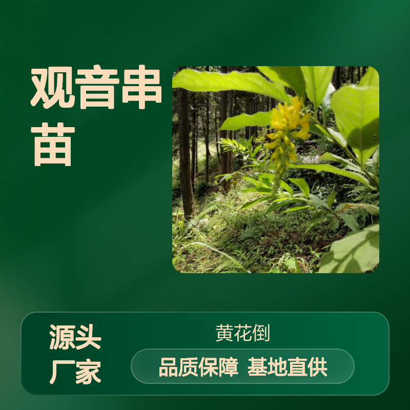 观音串苗基地直供 成活率高 新鲜现挖 婀娜多姿