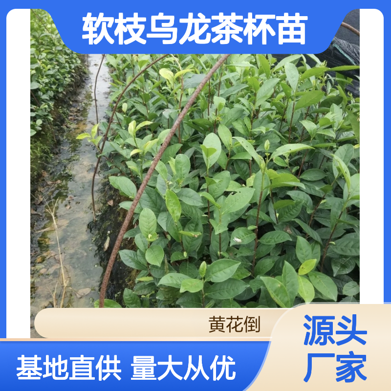 常年基地供应软枝乌龙茶杯苗 购买数量达到要求全国专线车直达送货