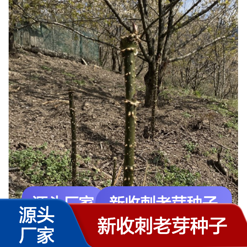 当年新收刺老芽种子 产地一手货源免费技术指导