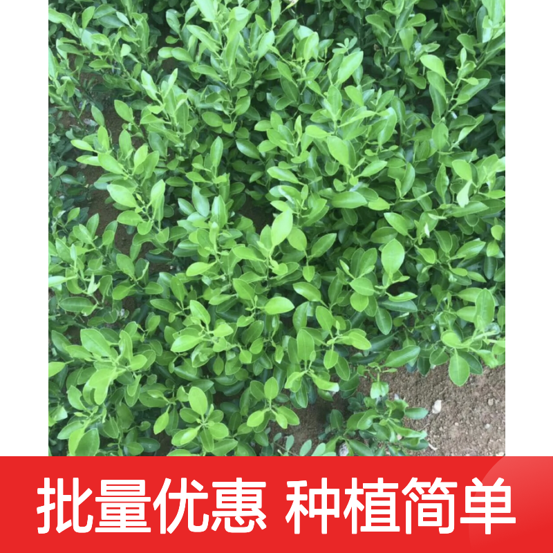 酸桔小苗 根系发达吸肥力强 砧木优选 丰产稳产