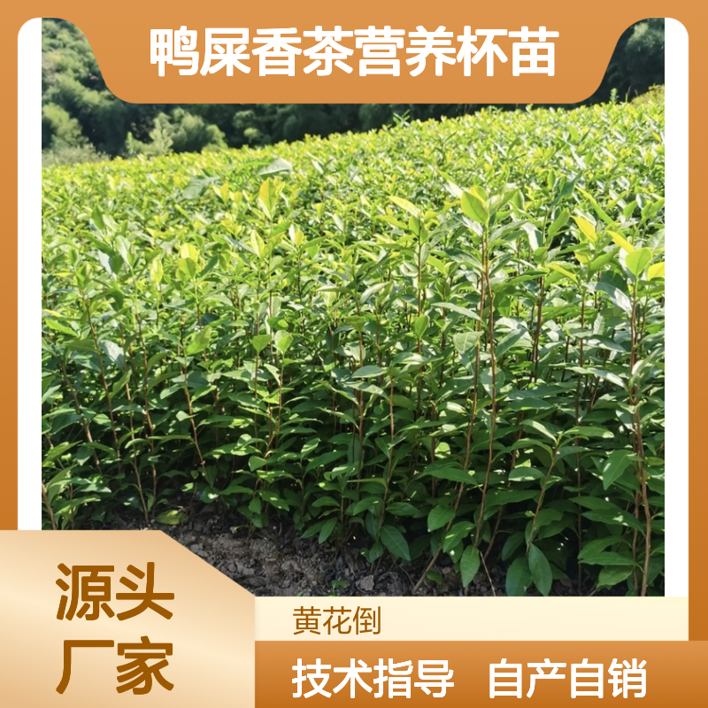 自产自销鸭屎香茶营养杯苗 全程技术指导十几年苗木培育经验