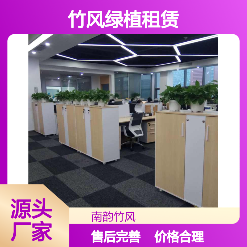 南韵竹风绿植租赁 承接绿化工程服务 品种多样