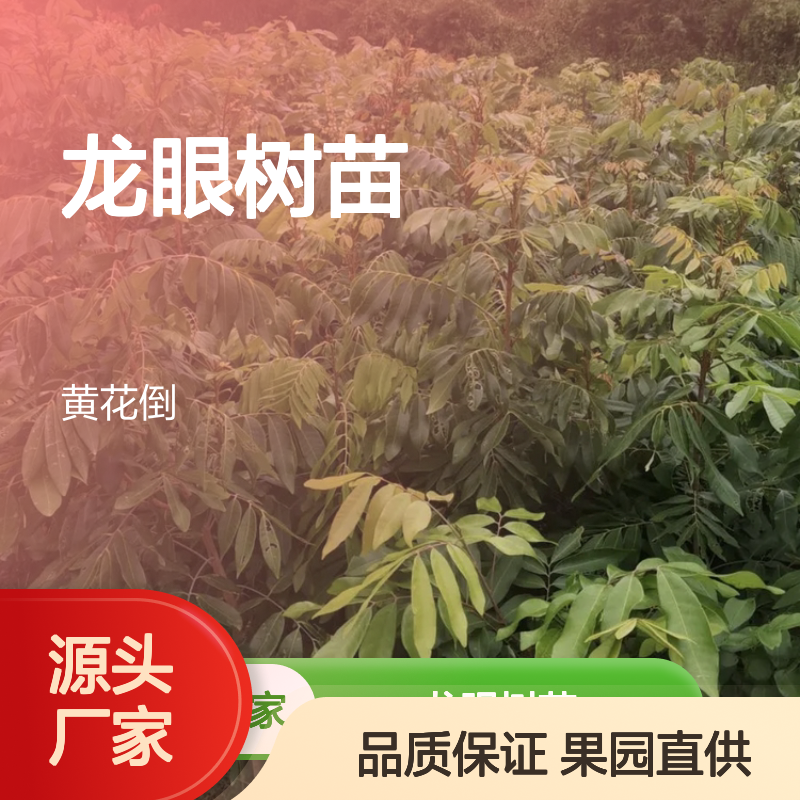 石硖龙眼树苗 果园直供品质苗 高产稳产 易种易活