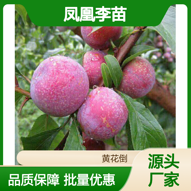 凤凰李苗 百亩基地直供 优质果树苗木 嫁接繁育