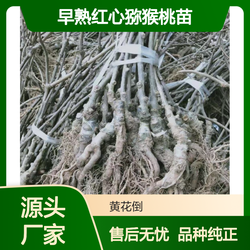 早熟红心猕猴桃苗 基地直供果树苗木 高成活率