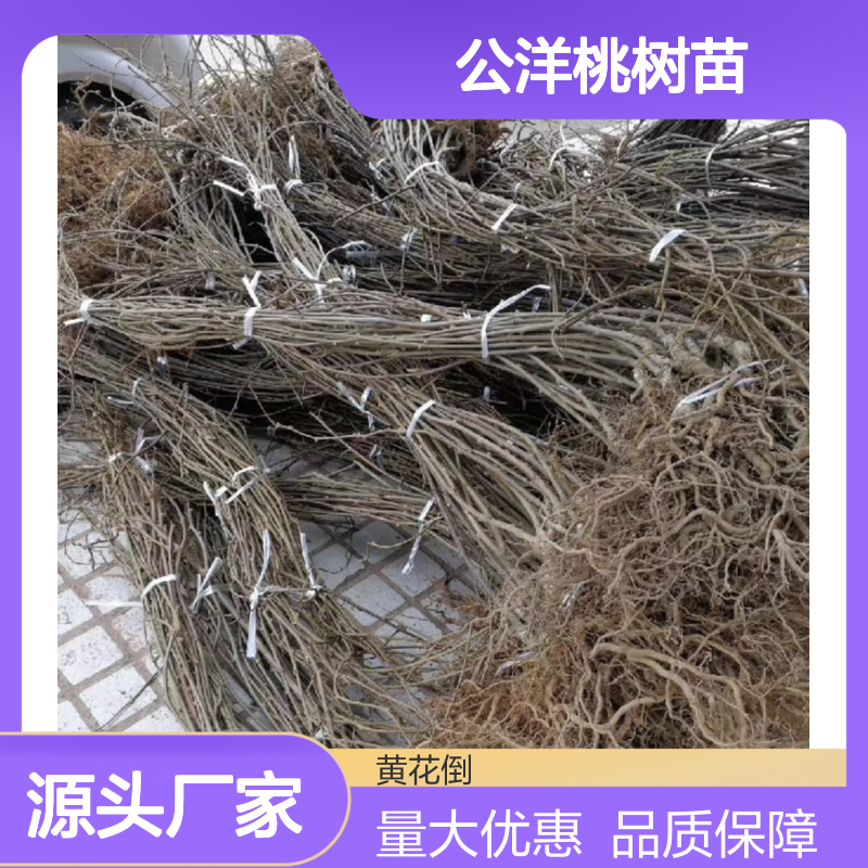 公洋桃树苗 种植园直供 健壮苗木 芽眼饱满 无病虫害