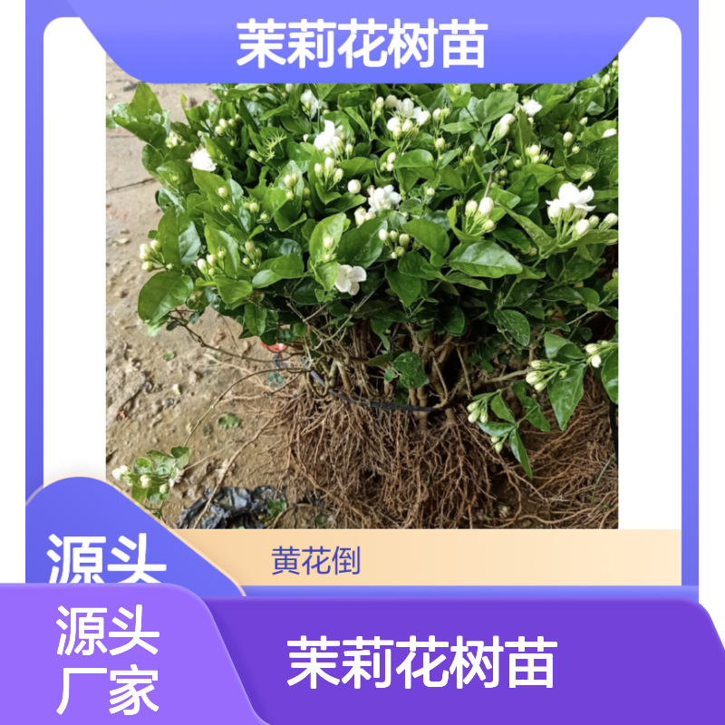 茉莉花树苗基地直供 花冠独特 修剪简单 技术成熟