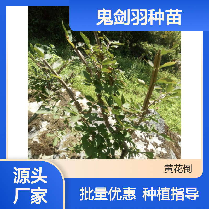 鬼剑羽种苗 批发移栽种植指南 成活率高 生长迅速