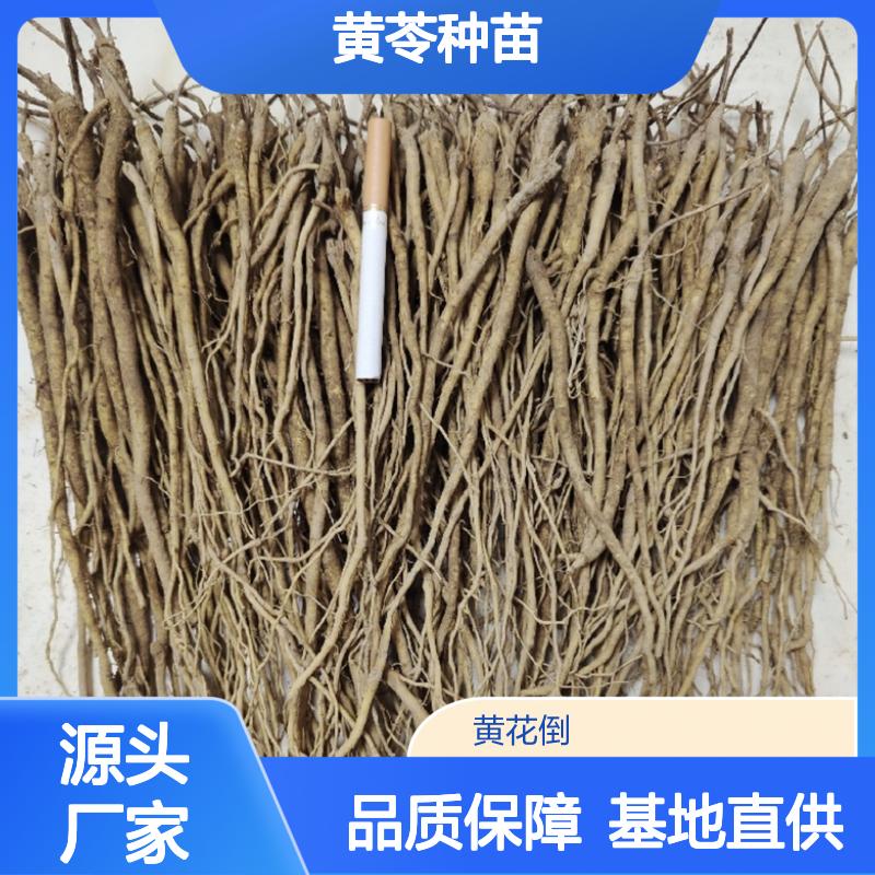 黄苓种苗 基地直供 播种繁殖技术指导 高产高效