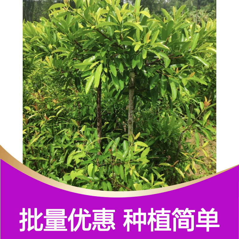 山竹树苗基地直供 实生嫁接苗可选 品种优良 技术指导