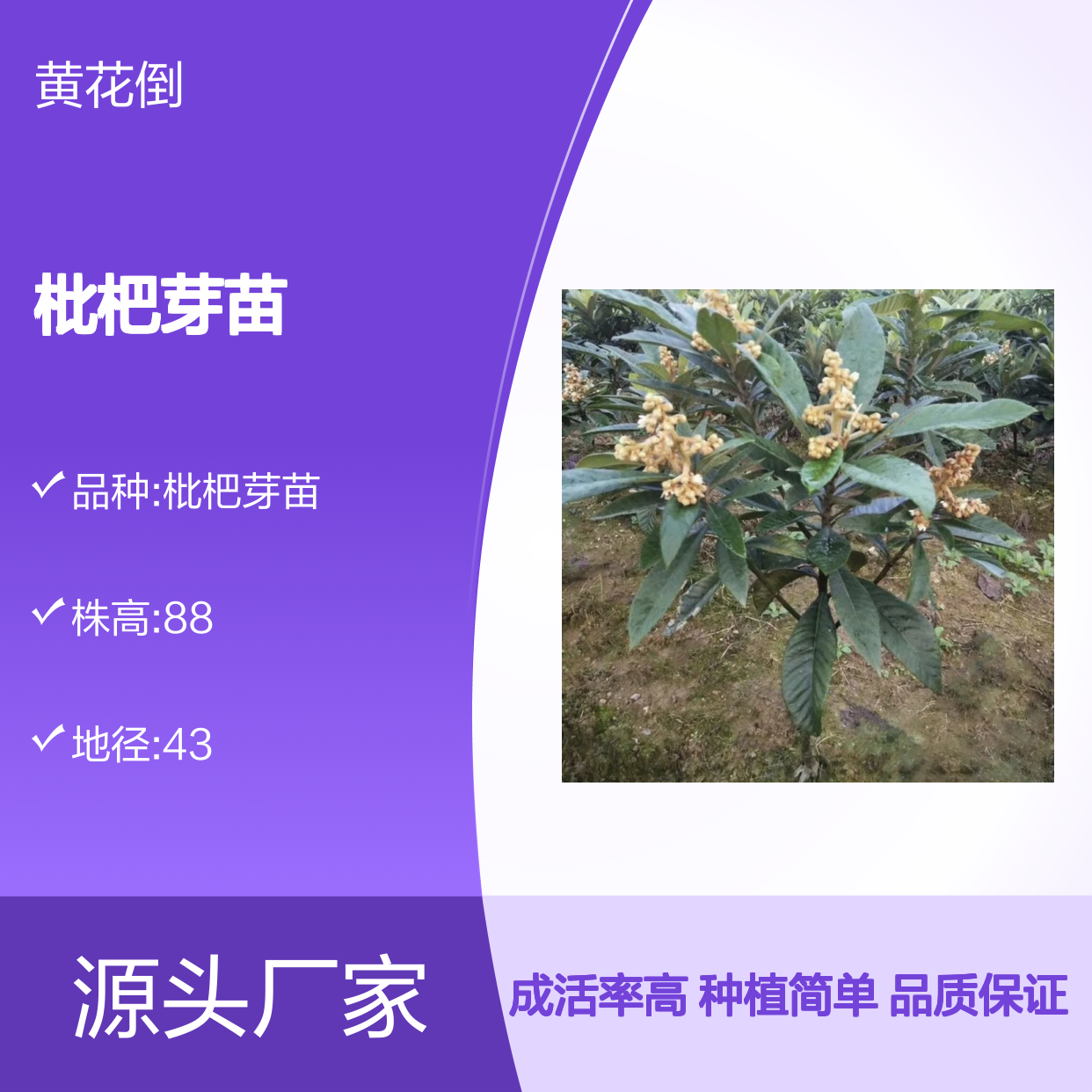 枇杷芽苗 种植成本低易管理 生长健壮 适应性强