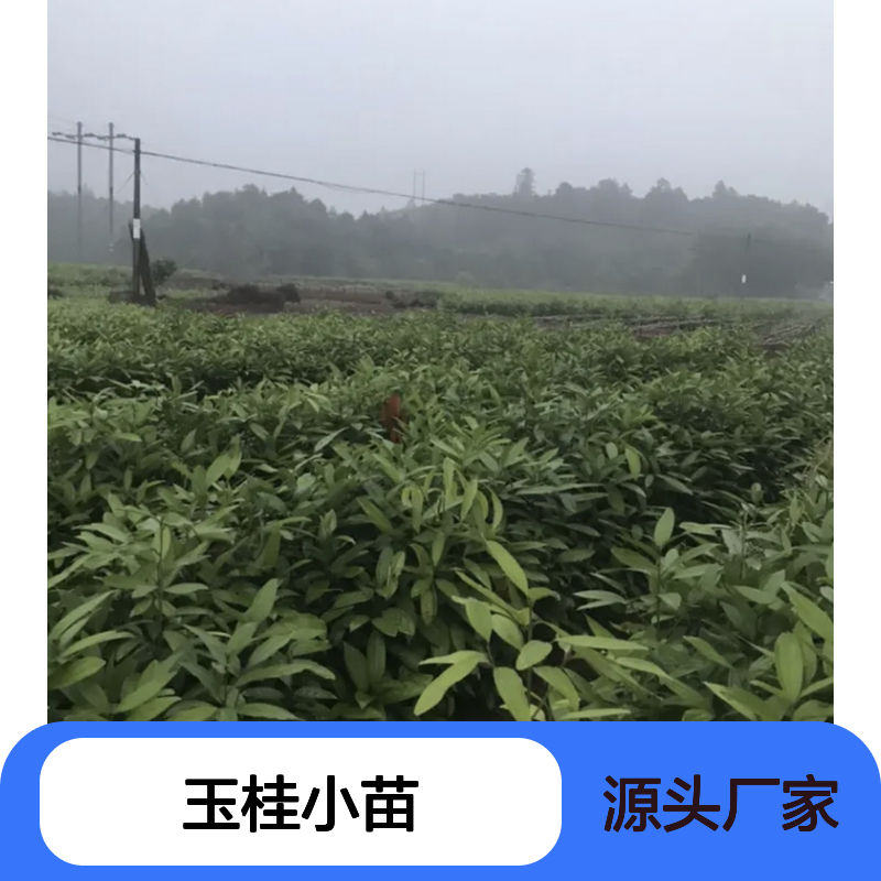 玉桂小苗批发 原产直供 园林果树优选 易于管理