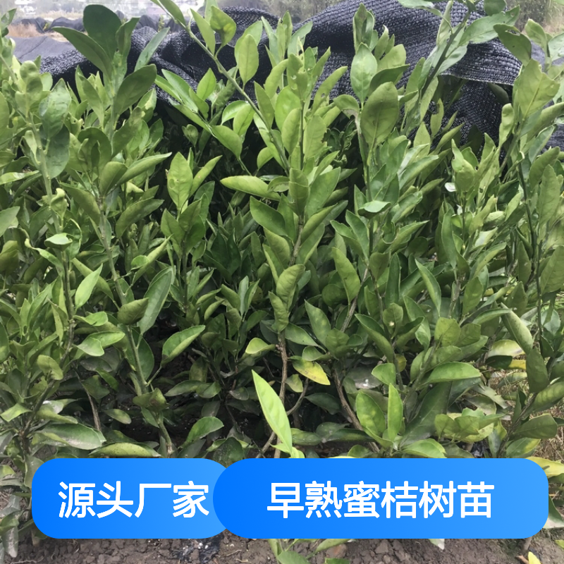 早熟蜜桔树苗 基地直供 种植技术指导 品质优良