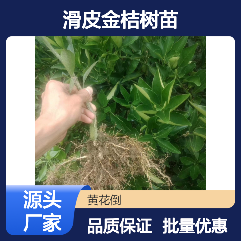 滑皮金桔树苗 优良品种果园直供 清香可口 常绿小乔