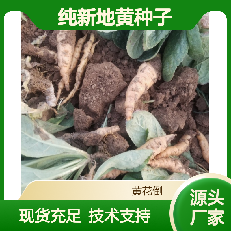 当年纯新地黄种子 种植指导 高发芽率 技术全面