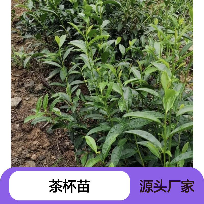 苗木合作社 金冠茶杯苗 基地直发 品质保证 技术指导