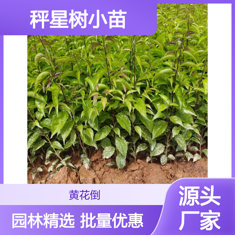 秤星树小苗 百亩种植基地直供 品质保证 生长旺盛