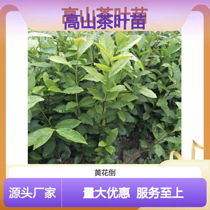 高山茶叶苗 百亩种植基地 品质保证 供应稳定 技术领先