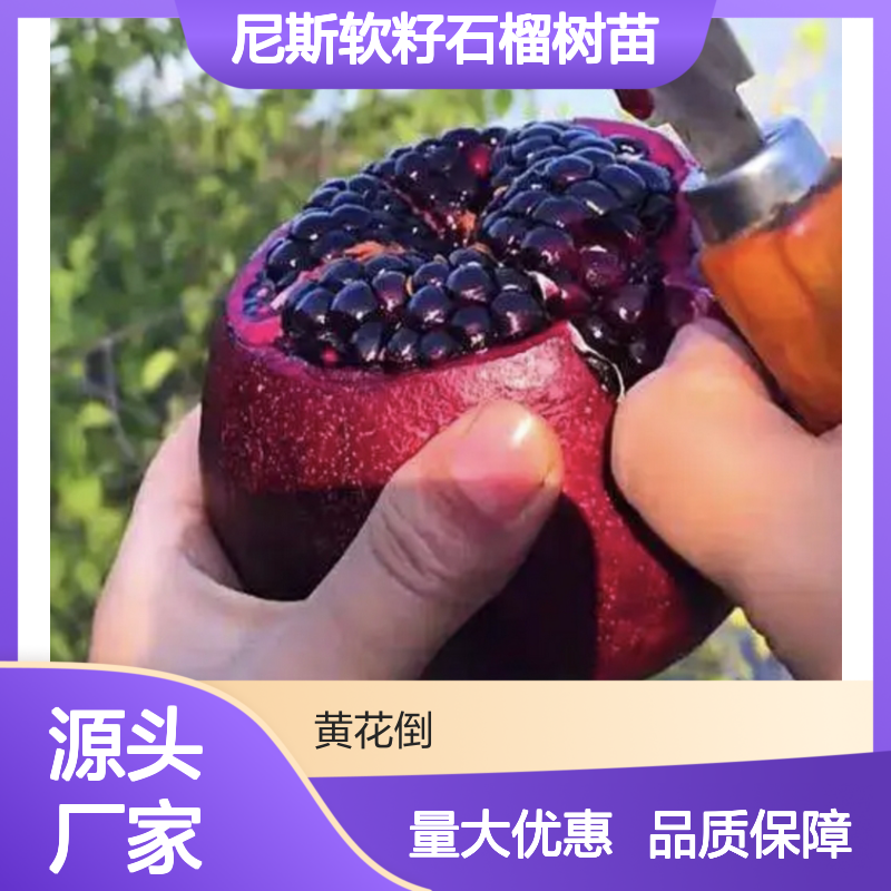 突尼斯软籽石榴树苗 盆栽地栽皆宜 颗粒饱满 色泽鲜艳