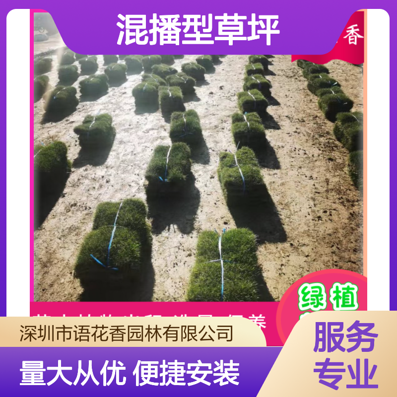 混播型草坪 公园花园专用草皮 室外固土护坡绿化优选草种