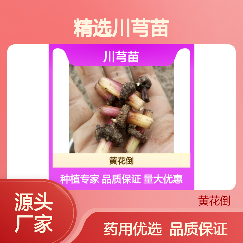 精选川芎苗 专家品质 香气浓郁 园林绿化优选 油性充足