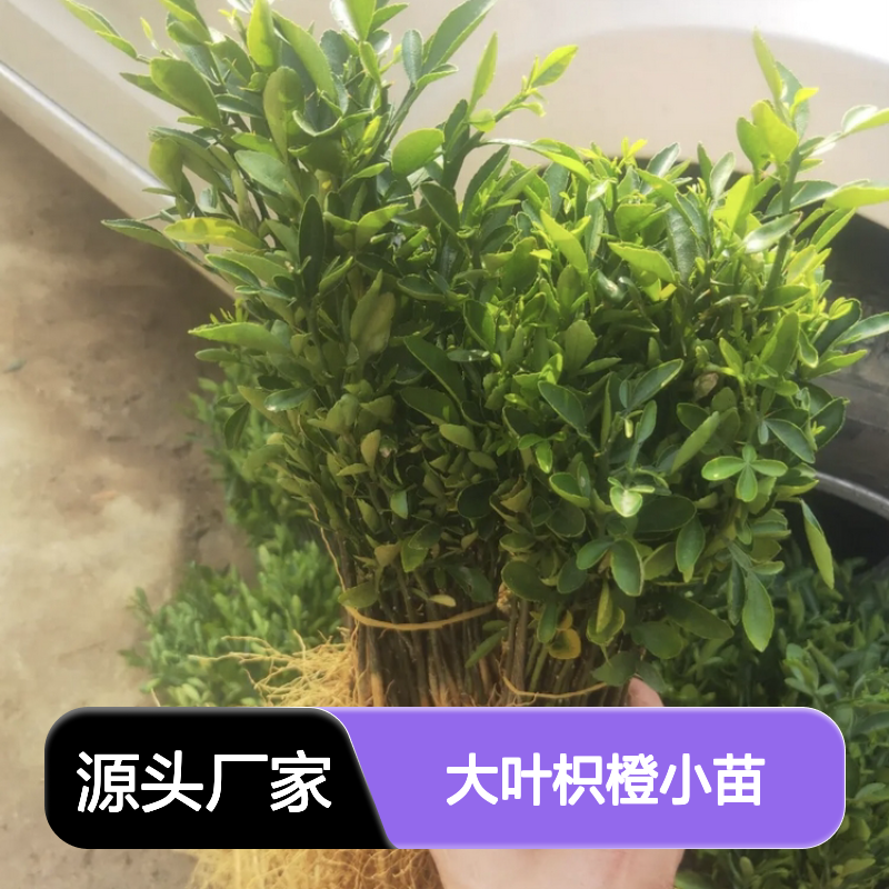 大叶枳橙小苗 优质果树苗木 抗病性强 高产稳产