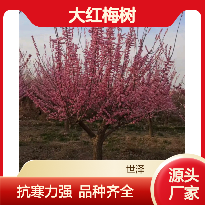 造型梅花 梅桩 大红梅树 抗寒 苗木培育基地 规模大 品种全