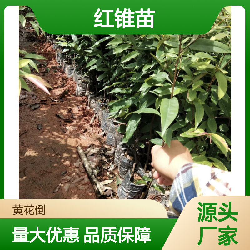 精选红锥苗 批发供应 园林造景佳品 生长迅速 耐腐易加