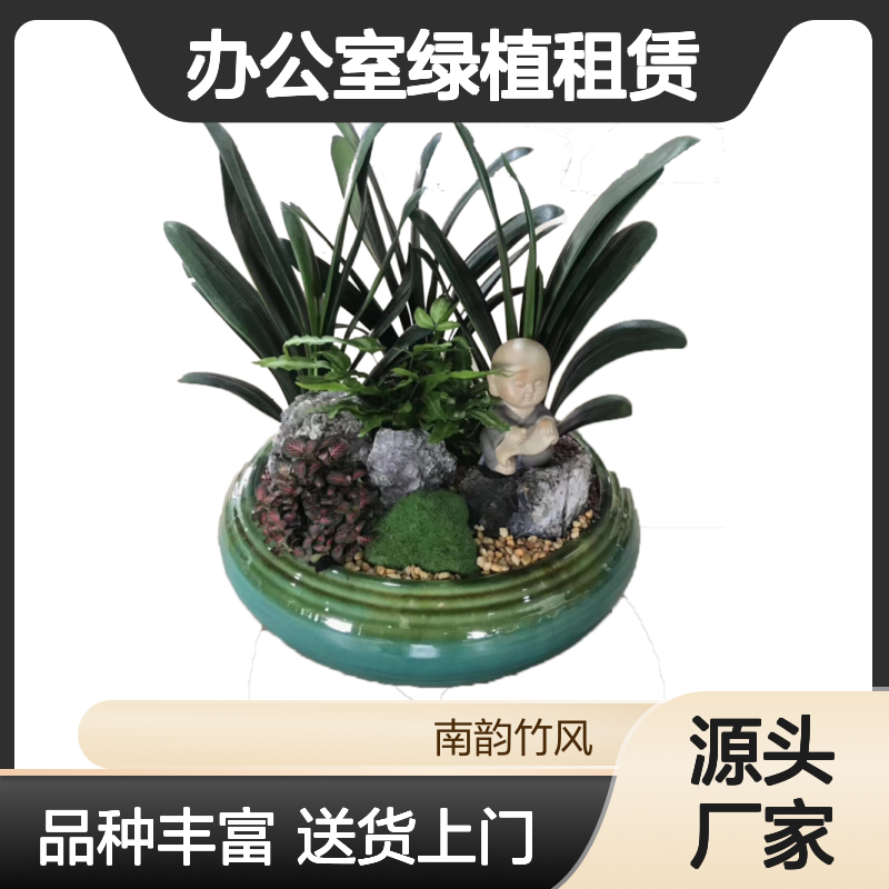 办公室绿植租赁品种 君子兰盆栽 纳福吉祥好寓意 送货上门 定期养护