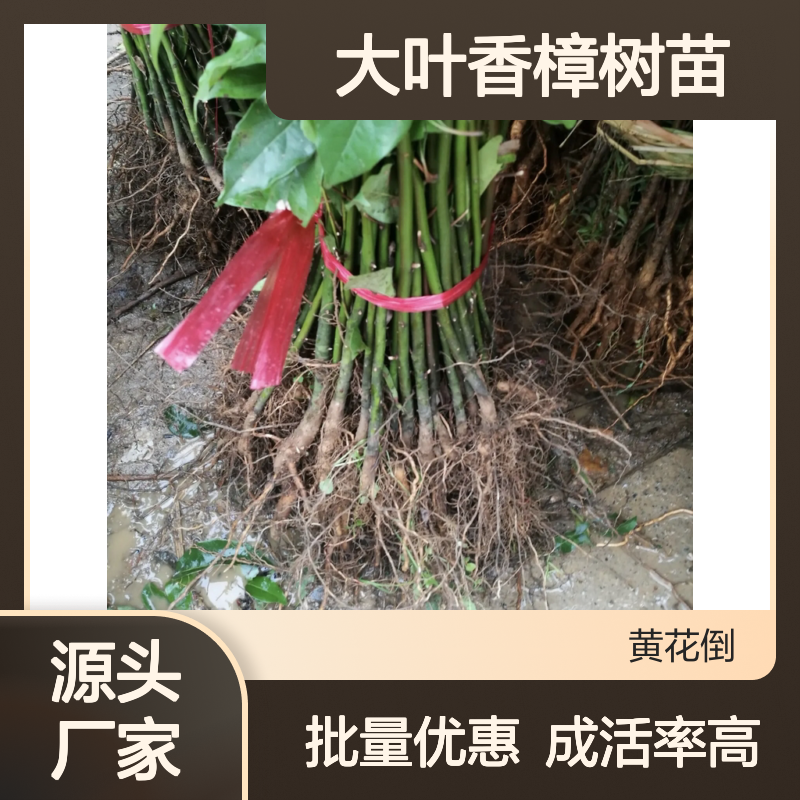 百亩基地大叶香樟 树苗批发优选 移栽成活高 管理规范