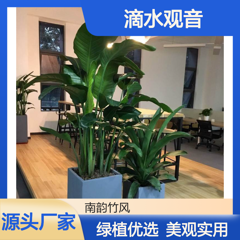 滴水观音绿植盆栽 叶片翠绿清雅挺拔 四季常青