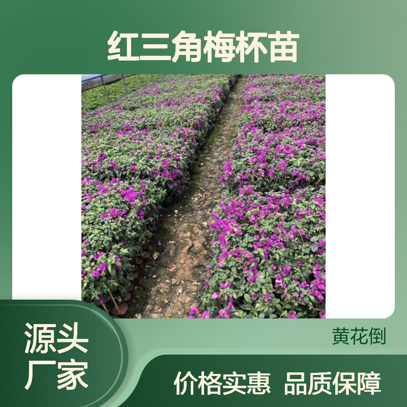 红三角梅杯苗 扦插易活 花开繁茂 耐寒耐热 四季常绿
