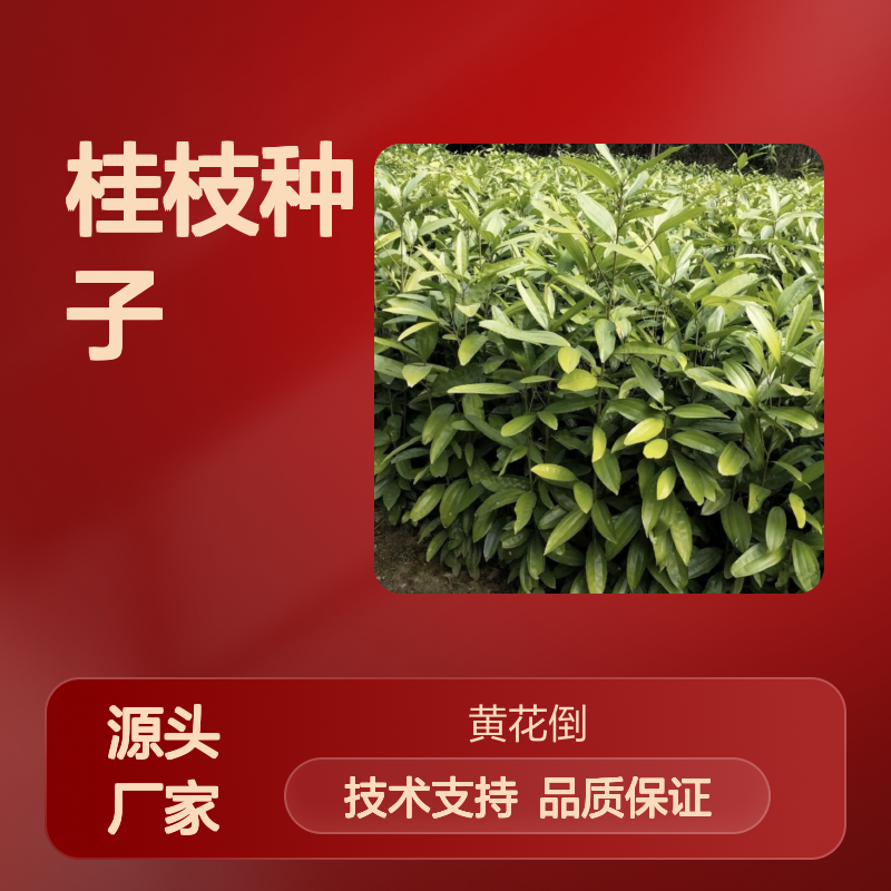 当年新采桂枝种子 种植技术指导服务 自营基地