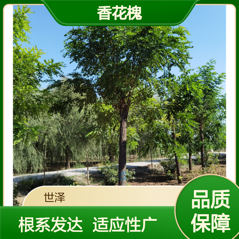 世泽-园林观赏-供应13公分香花槐-根系发达-适应性广