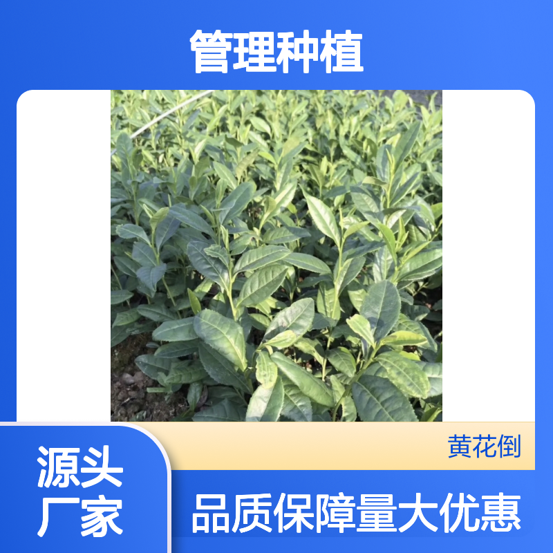 福鼎大豪38茶杯苗 管理种植技术 当天发货 品质保证
