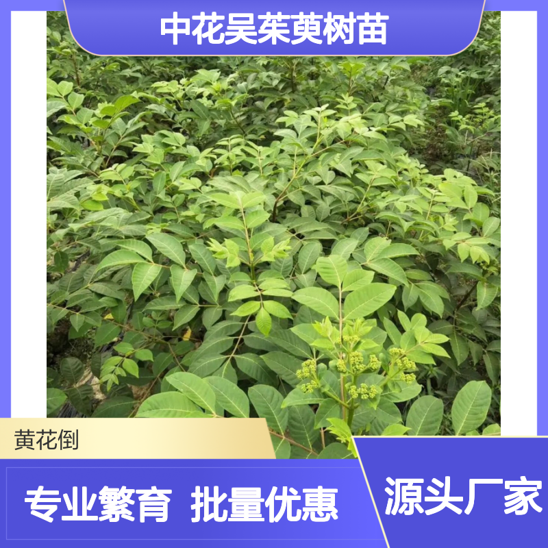中花吴茱萸树苗 基地直供 批量种植 园林优选 繁育专业