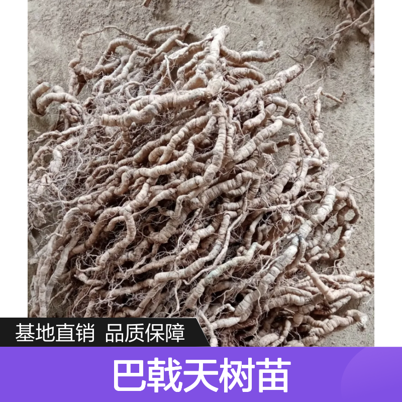 巴戟天树苗 扦插良种 基地直供 药用价值高 生长迅速