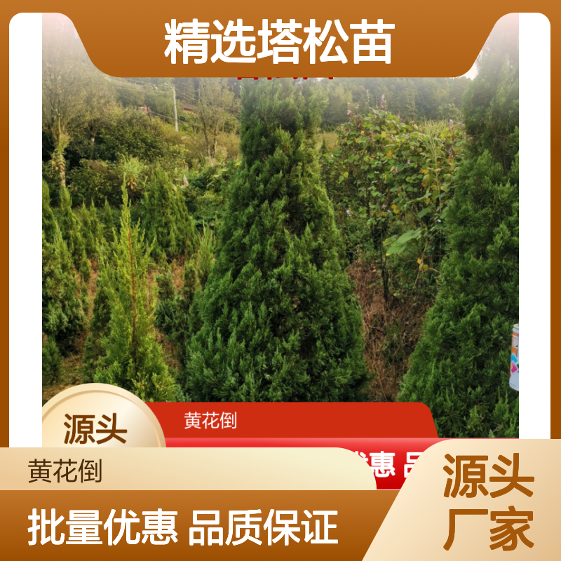 精选塔松苗 园林绿化 行道树佳品 四季常青 易于修剪