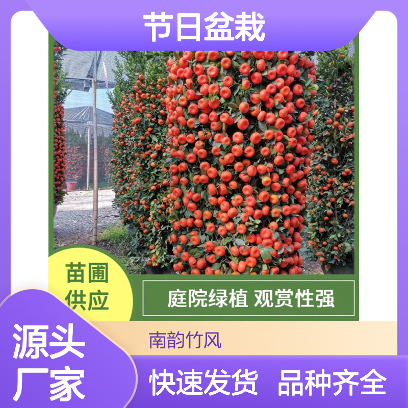 南韵竹风 年桔龚兰 节日盆栽 带土发货 观赏性强
