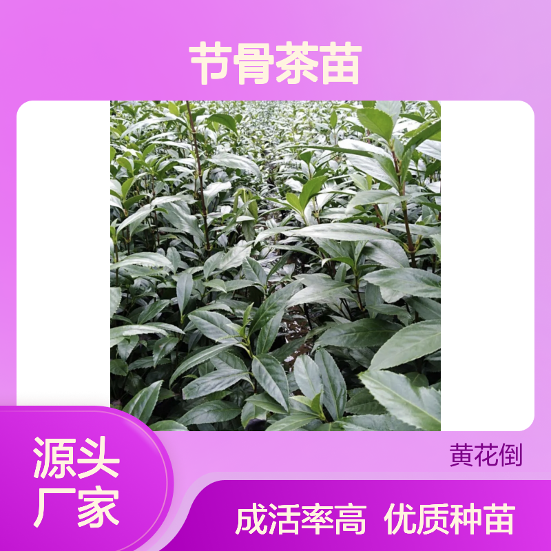节骨茶苗 多年生常绿草本 园林植物 繁殖简便 成活率高